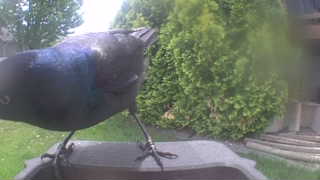 common grackle