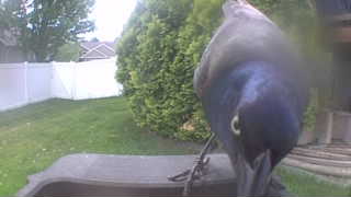 common grackle