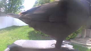 common grackle