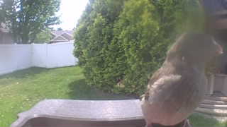 house sparrow