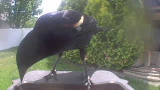 red-winged blackbird