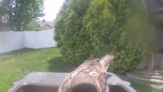 mourning dove
