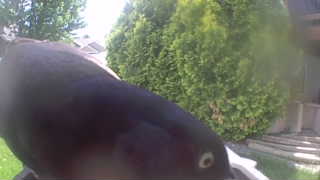 rock pigeon