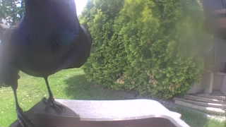 american crow