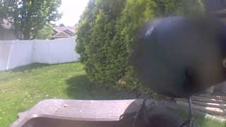 rock pigeon
