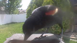 red-winged blackbird