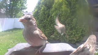 house sparrow