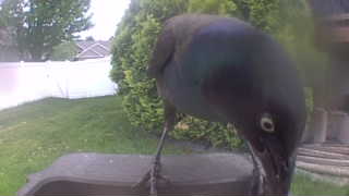 common grackle
