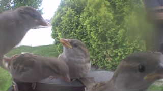 house sparrow