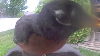 american robin