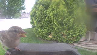 house sparrow
