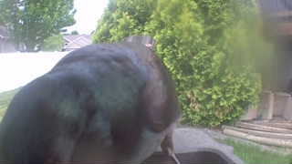 rock pigeon