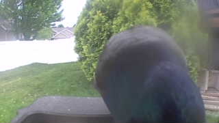 common grackle