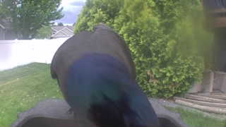 common grackle