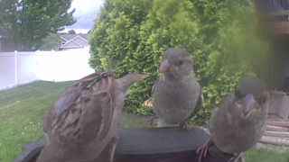house sparrow
