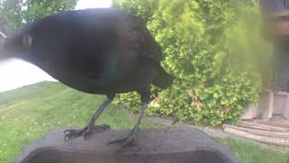 common grackle