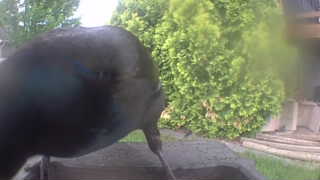 common grackle