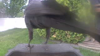 american crow