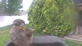 house sparrow