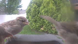 house sparrow