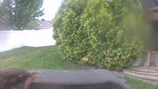 house sparrow