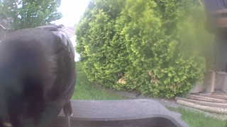 american crow