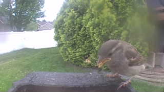 house sparrow