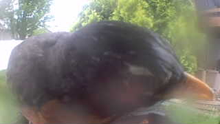 domestic chicken