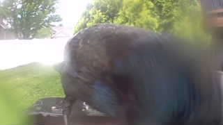 common grackle