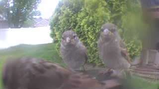 house sparrow