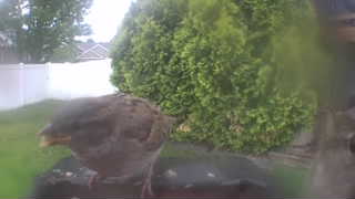 house sparrow