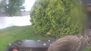 house sparrow