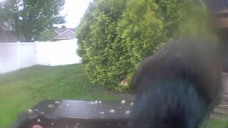 common grackle