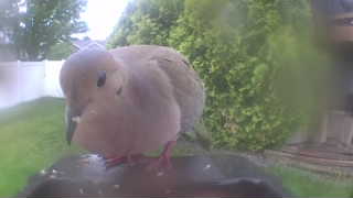 mourning dove