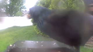 common grackle