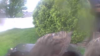 house sparrow