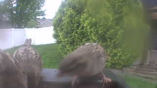 house sparrow