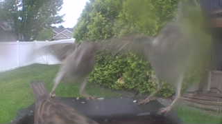 house sparrow