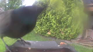 american crow