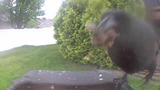 common grackle