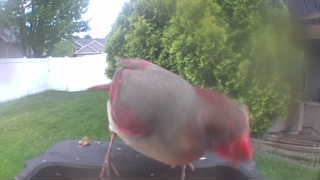 northern cardinal