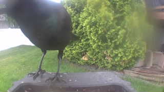 common crow