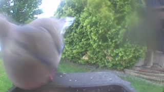 mourning dove