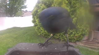 american crow