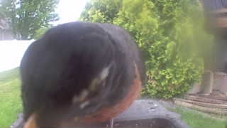 american robin