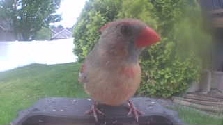 northern cardinal