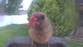 northern cardinal