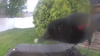 red-winged blackbird
