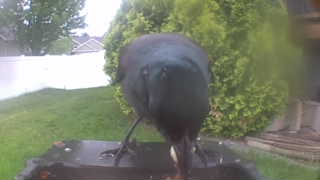 european starling