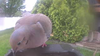 mourning dove
